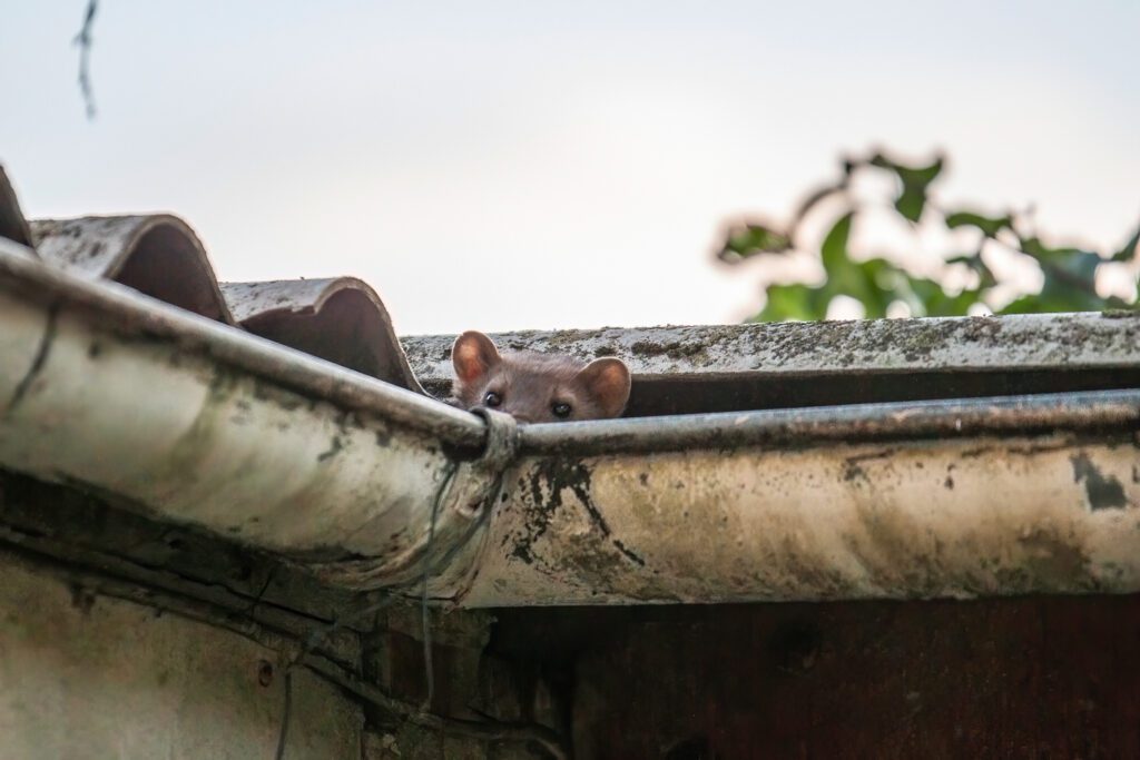 Mouse peaking out of guttering